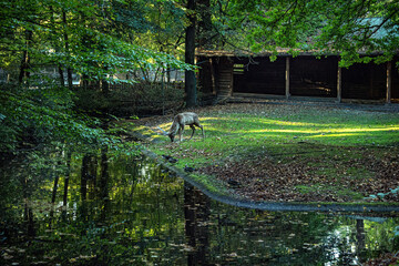 A deer grazes on a bow in the park.