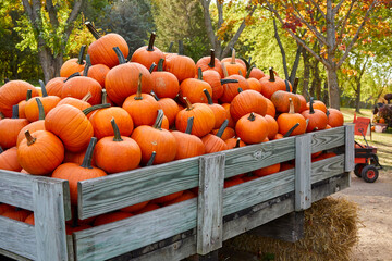 Perfect pumpkins piled on a large wooden wagon on a beautiful fall day in October