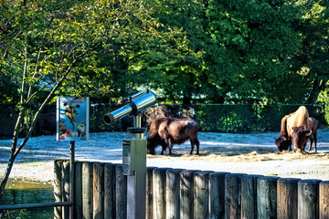 A telescope for observing touristic sightseeings and animals at zoo.