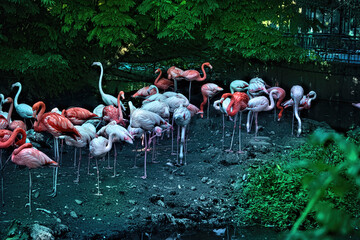 A flock of red, pink, white flamingoes.