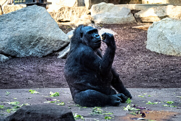 A black gorilla eating in a park.