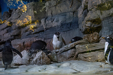 Some penguins on background of rocks in summer.