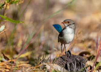 Beautiful female Splendid fairywren or Blue Wren (Malurus splendens) in perfect light around Perth, Western Australia