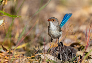 Beautiful female Splendid fairywren or Blue Wren (Malurus splendens) in perfect light around Perth, Western Australia