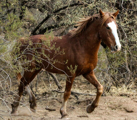 Wild Horse in the Forest 