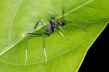 Spider ant on green leaf