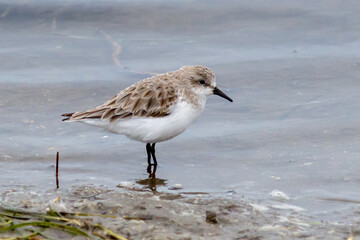 Red-necked Stint Wading in Shallow Water