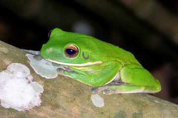 White Lipped Tree Frog Resting on Branch 