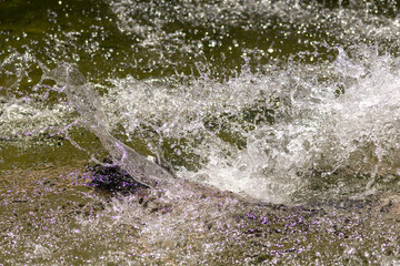 Clear Water Splash with Frozen Droplets 
