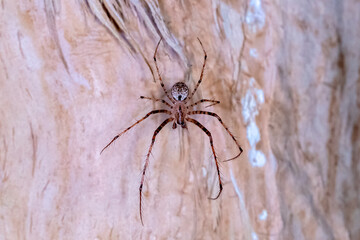 Australian Pirate Spider in Natural Habitat 