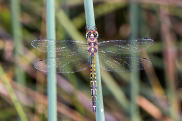 Macro Photograph of Dragonfly Perched on Green Stem