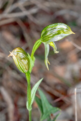 Delicate Greenhood Orchid with Curved Flower Structure