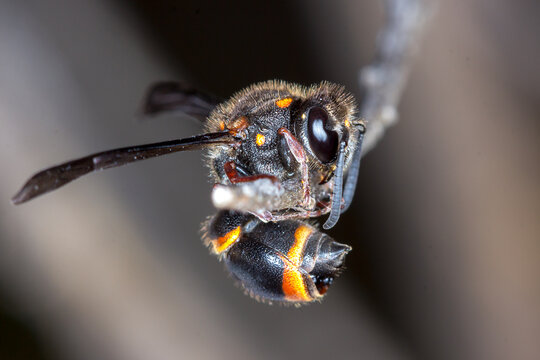 Black and Orange Potter Wasp Macro
