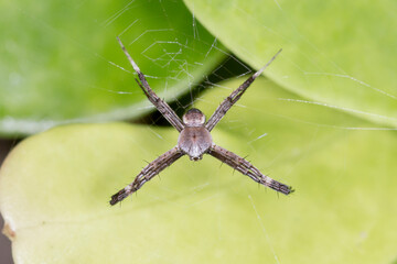 Orb-weaver Spider Displaying Cross-legged Pose