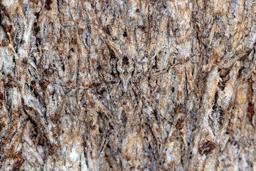 Two-tailed Spider Perfectly Camouflaged on Tree Bark