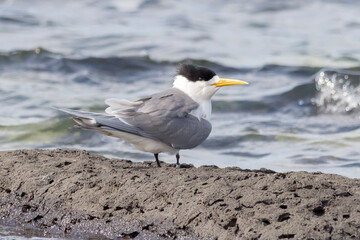 Crested Tern Standing on Coastal Rock by the Sea