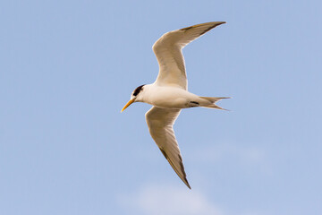 Crested Tern in Flight Against Clear Blue Sky