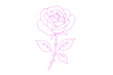 Pink rose flower drawing with transparent background