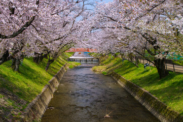 五条川の桜並木と春の風景（愛知県大口町）