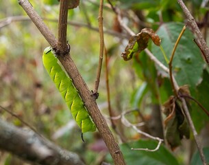 Green Hornworm caterpillar, the larval stage of the large brown Sphinx moth. Selective focus, in close up, on insect, among twigs and leaves in late summer.