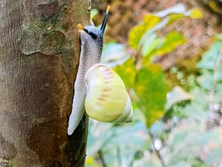 cute macro albino snail, tree snail, bekingking, white snail (Amphidromus perversus) on a tree branch, strange and rare pet hobby © Sigit