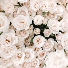 white roses background