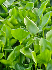 water hyacinth in the garden