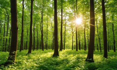 Fototapeta premium 森林