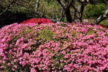 Pink azaleas in the garden at spring time.