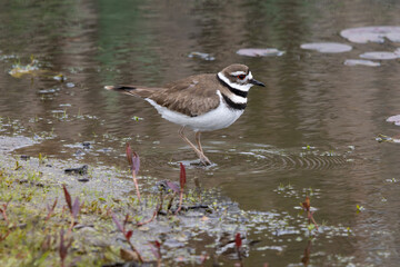Killdeer shorebird Charadrius vociferus wading in shallow water marsh