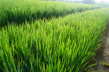 Paddy plant growing on field in the morning. Green leaves of young rice plants background. Bali, Indonesia
