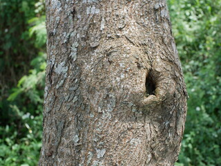 Fototapeta premium A detailed close-up shot of a tree trunk featuring a naturally formed hole in its bark, showcasing the unique texture and patterns of the tree's surface and its natural setting.