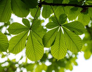 Green leaves canopy (1)