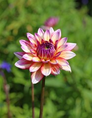 Dazzling Dahlia