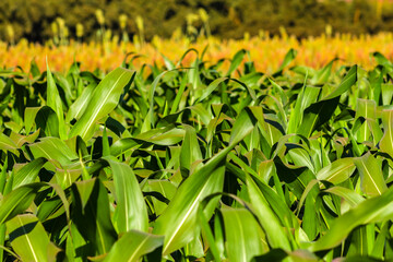 Lush green cornfield stretching to the horizon with a sorghum plantation in the background. Illustrates large-scale corn farming, a key pillar of Brazilian agriculture and economy.