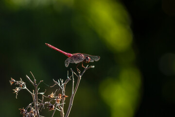 A vibrant red dragonfly (Sympetrum sanguineum) perched on a dry branch against a lush green background. Captures the beauty of Brazilian wildlife and insect-environment interaction.
