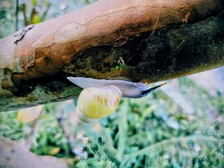 Obraz premium cute macro albino snail, tree snail, bekingking, white snail (Amphidromus perversus) on a tree branch, strange and rare pet hobby