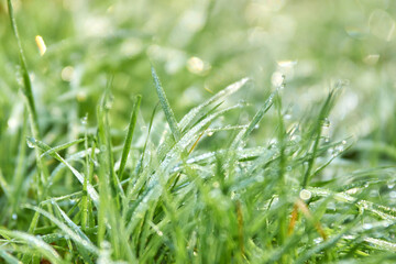 Close-up of dew-dripping grass blades at sunrise with sparkling bokeh.
