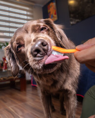 Dental Brushing Dogs Teeth. Man's hand gently brushing a dog's teeth with dog toothpaste at home. Dog dental hygiene