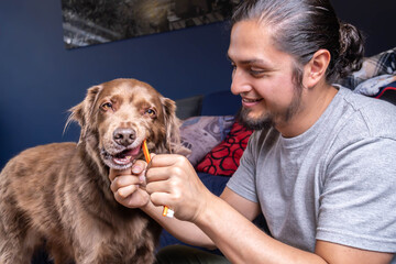 Dental Brushing Dogs Teeth. Man's hand gently brushing a dog's teeth with dog toothpaste at home. Dog dental hygiene