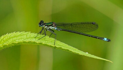 Dragonfly on leaf (1)