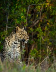 Leopard in grass surveying savanna with calm gaze