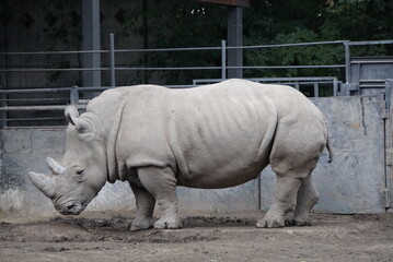 Fototapeta premium Rhino - Almaty Zoo of Kazakhstan, Almaty
