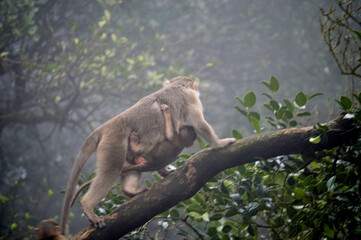 Wild monkey family close-up sharing nature’s bond
