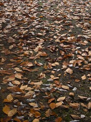 公園の黄色い落葉