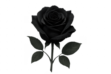Black rose symbolizing mourning, death, and beauty
