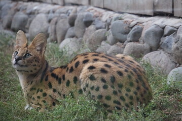 Serval - Almaty Zoo of Kazakhstan, Almaty