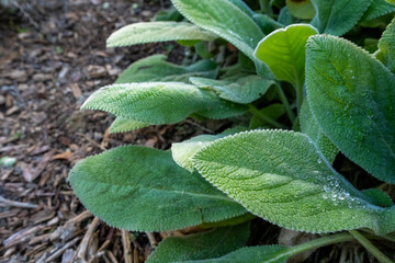 green leaves plants in a garden