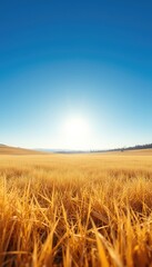 Obraz premium Golden wheat field swaying gently under a bright azure sky and brilliant sunlight with distant trees on the horizon