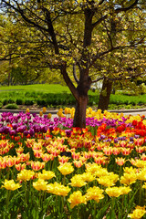 Colorful tulips in May planted in a park during spring